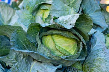 Fototapeta premium Cabbage