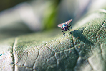 fly on big green pumpkin leaf, close up view