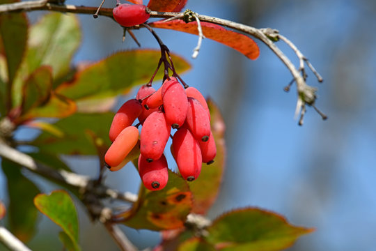 Berberitze / Sauerdorn (Berberis vulgaris) - barberry