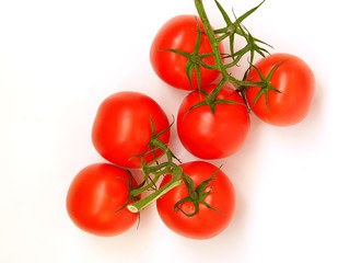 Red tomatoes on a branch on a white background