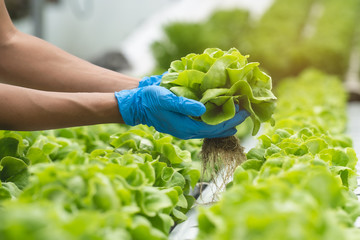 close up view hands of farmer picking lettuce in hydroponic greenhouse. - obrazy, fototapety, plakaty