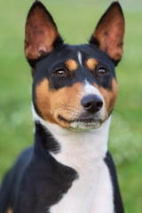 Portrait of a dog breed Basenji in the Park on the green grass.