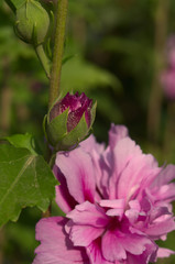 hibiscus magenta chiffon © sergodef