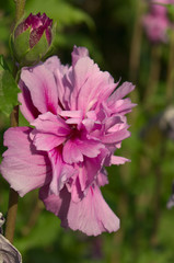 hibiscus magenta chiffon © sergodef