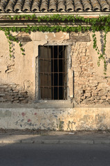 deteriorated wall with vine plant