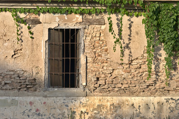 Fototapeta na wymiar deteriorated wall with vine plant
