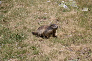 marmota Pirineo francés