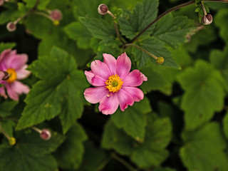 Obraz premium OLYMPUS DIGITAL CAMERA