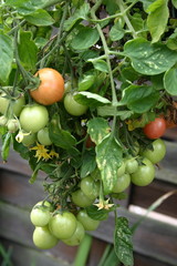 Tom Thumb tomato growing in a hanging basket