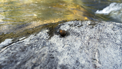 butterfly water
