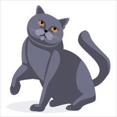 British cat breed big gray straight with yellow eyes . white background. vector illustration