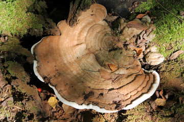 Brown Ganoderma applanatum or Artist's bracket fungus in wild. August, Belarus