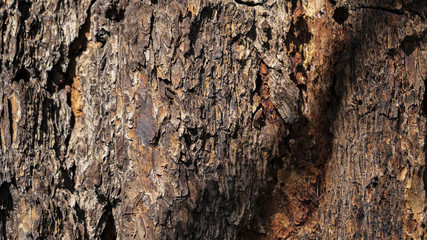 tree bark