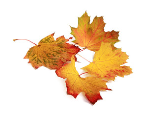 Feuilles mortes d'érable	