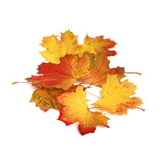 Feuilles mortes d'érable	