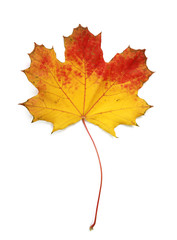 Feuilles mortes d'érable	