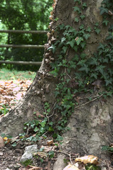 vine plant in tree trunk