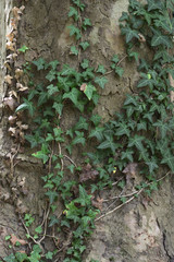 vine plant in tree trunk