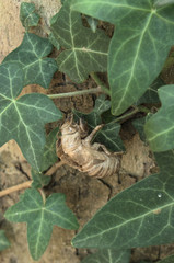 exoskeleton of cicadidae attached to a leaf