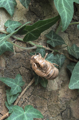 exoskeleton of cicadidae attached to a leaf