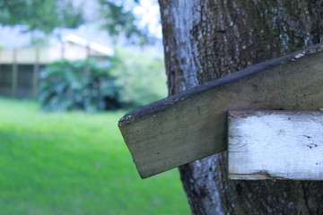 Tree and Wood Ladder