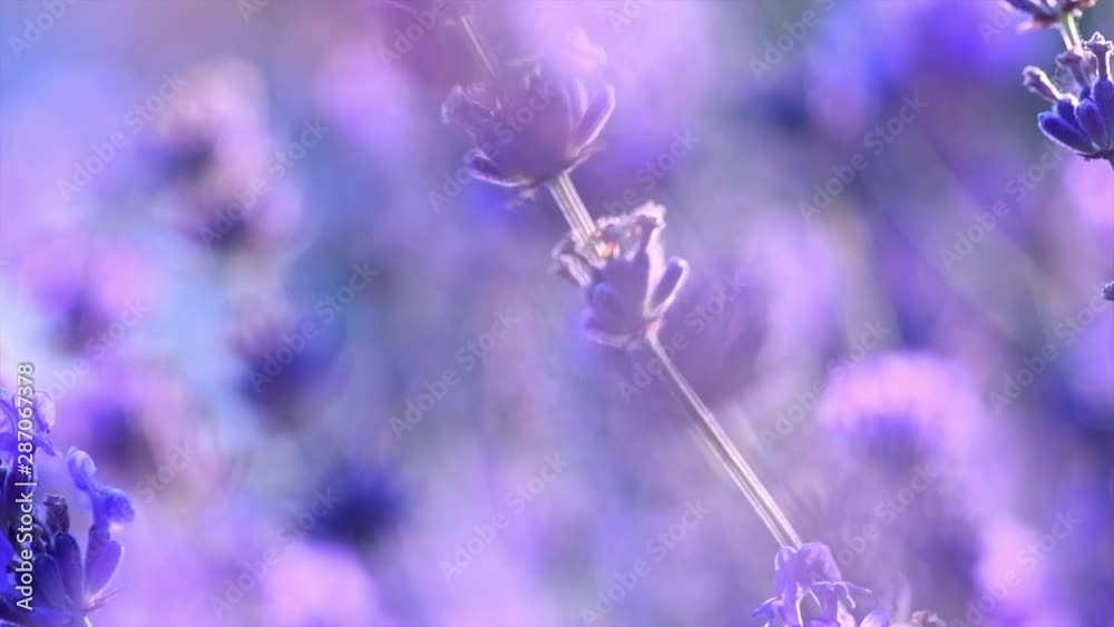 Sticker Lavender. Blooming fragrant lavender flowers on a field, closeup. Violet background of growing lavender swaying on wind. Slow motion 4K UHD video footage. 3840X2160