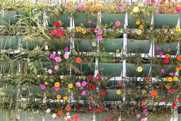 Bunte Blumen blühen in Blumenkästen in der Türkei