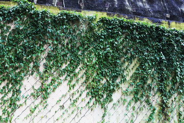 Pattern formed by leaves climbing on a wall by the sidewalk