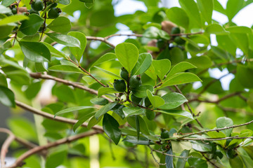 Young fruits of Strawberry Guava, Psidium littorale, on the branch