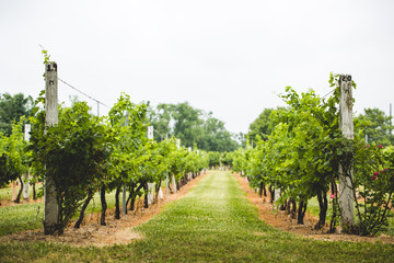 Naklejka premium grape vine plants orchard monochrome 