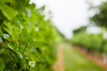 grape vine plants orchard monochrome 