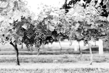 grape vine plants orchard monochrome 