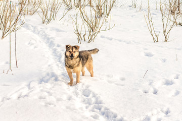 Dog in winter garden among currant bushes in sunny weather_