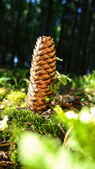 pine cone on a branch at forest floor