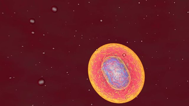 Cellular Division Under The Microscope, Stem Cells Dividing Inside Body Fluid. 3D Animation Of Dynamic Cell Division