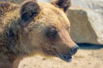 Fototapeta premium Brown bear head close up in profile_