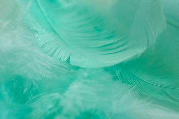 Green turquoise and blue color trends feather texture background,Light orange