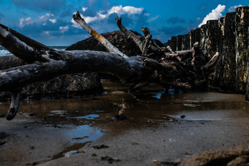 Fototapeta premium snag on the beach
