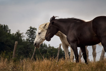 Obraz premium Cavallo bianco e cavallo nero