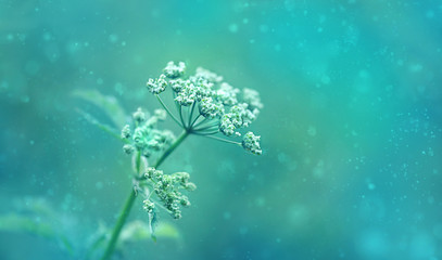 Fototapeta na wymiar Wild meadow blossoming grass on abstract background. Beautiful spring or summer nature landscape. dreamy magic artistic image, Toned in blue color. Artistic flower template for design. shallow depth.