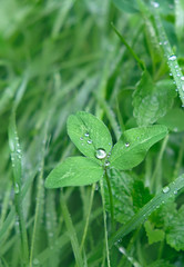 clover leaf and rain drops close up. Beautiful Artistic image of water drops on leaves clovers, rainy day. Fresh nature. copy space. shallow depth. soft selective focus