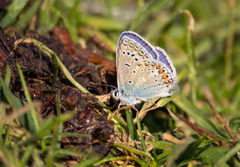 A butterfly is sitting on the ground. It is a gossamer-winged butterfly.