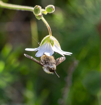 A fly that resembles a bumblebee (humbleflies) hangs on a white blossom.