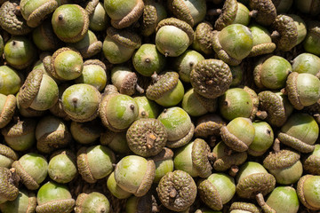 Basket of acorns for fall decorations.
