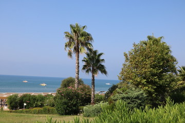 Idylle am Strand mit Palmen und Meer