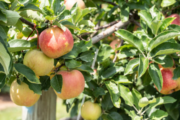 Honey crisp apples ready to harvest.