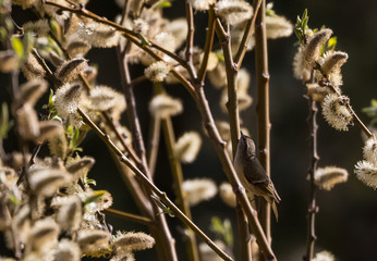 Indian Birds in their natural habitat