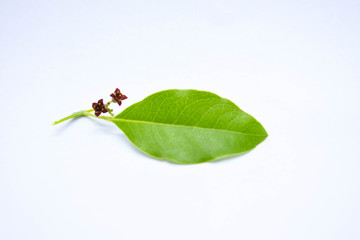 Santalum Album Flower and Leaf Isolated Photo White Background
