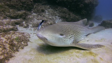 Leopard Shark Or Zebra Shark Close Up & Blue Fish Feeding On Calm Peaceful Bottom Dwelling Shark Relaxing On Sand Reef & Blue Sea Water. Beautiful Gentle Pelagic Carpet Shark Underwater Marine Life