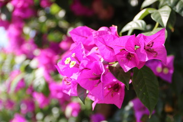 Bougainville Blüten